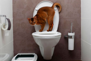 Jak uczyć kota lub kota do toalety po tacy? Jak uczyć kota lub kota do toalety po tacy?